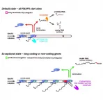 Integrator: A guardian of the human transcriptome