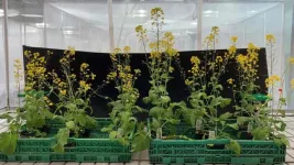 Interaction with insects accelerates plant evolution