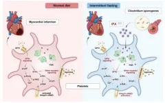 Intermittent fasting inhibits platelet activation to reduce thrombosis risk