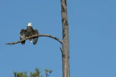 International investigation discovers bald eagles killer