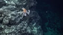 International team co-led by a BSC researcher discovers more than 50 new deep-sea species in one of the most unexplored areas of the planet 2