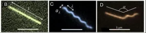 International team of physicists explore microscopic filament behavior