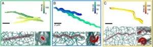 International team of physicists explore microscopic filament behavior 2