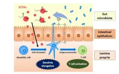 Intestinal bacteria metabolite promotes capture of antigens by dendritic cells