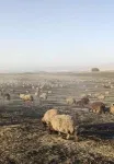 Into the great wide open: How steppe pastoralist groups formed and transformed over time 2