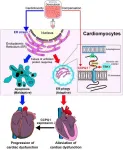 Intracellular recycling: the key to surviving potent anti-cancer drugs