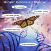 Introducing the monarch butterfly genome