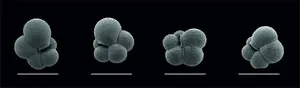 Invasion of the Arctic Ocean by Atlantic plankton species reveals a seasonally ice-free ocean during the last interglacial 2