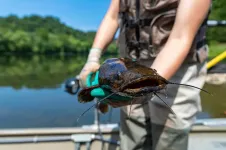 Invasive flathead catfish impacting Susquehanna’s food chain, researchers find