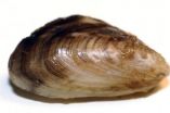 Invasive mussels causing massive ecological changes in Great Lakes