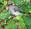 Invasive plants can create positive ecological change