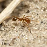 Invasive red fire ants confirmed in Europe for the first time