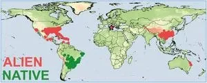 Invasive red fire ants confirmed in Europe for the first time 3