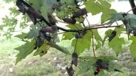 Invasive spotted lanternfly may not damage hardwood trees as previously thought 3