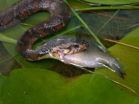 Invasive watersnakes introduced to California may pose risk to native species 2