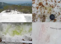 Investigating the growth of snow algal blooms on Mount Gassan, Japan