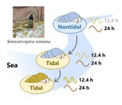 Investigating the origin of circatidal rhythms in freshwater snails
