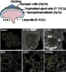 Investigating the placenta: Discovery from Stowers Scientists shows why this often-overlooked organ should be given more attention 3