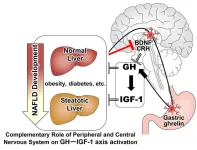 Involvement of brain peptide dynamics in the pathology of fatty liver disease