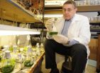 Iowa State University scientists genetically increase algae biomass by more than 50 percent 