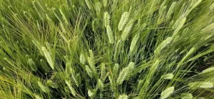 IPK research team uncovers mechanism for spikelet development in barley