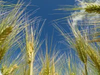 IPK researchers provide insights into grain number determination mechanism of barley