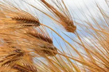 IPK scientists identify networks for spikelet formation in barley