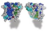 Is it a rock, or is it Jell-O? Defining the architecture of rhomboid enzymes