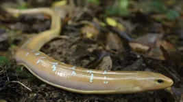 Is it a snake or a lizard? Understanding the Formosan legless lizard