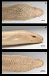 Is it a snake or a lizard? Understanding the Formosan legless lizard 2