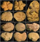 Is the middle Cambrian Brooksella a hexactinellid sponge,  trace fossil or pseudofossil?