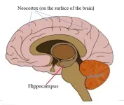 Is this how antidepressants work, and why they take weeks to kick-in?