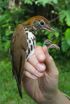 Its a bird, not a plane: York U study finds migrating songbirds depart on time