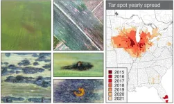 It’s corn! It has the…spots? Researchers supply significant genomic insight into tar spot of corn