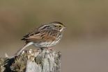 Its no sweat for salt marsh sparrows to beat the heat if they have a larger bill