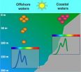 IU-led team uncovers process for chameleon-like changes in worlds most abundant phytoplankton