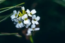 IU researchers fill the final gaps in the Arabidopsis genome sequence and gain insights into gene regulatory mechanisms relevant to humans