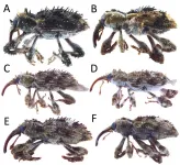 Japan’s subtropical forests home to a newly discovered beetle species