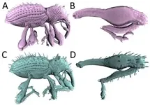 Japan’s subtropical forests home to a newly discovered beetle species 2