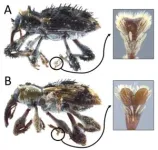 Japan’s subtropical forests home to a newly discovered beetle species 3