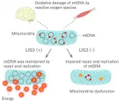 Japanese-European research team discovers novel genetic mitochondrial disorder