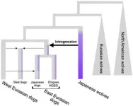 Japanese wolves are most closely related to dogs and share DNA with East Eurasian dogs 2