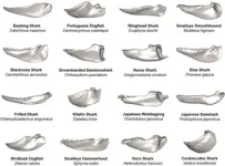 Jaw shapes of 90 shark species show: Evolution driven by habitat 2