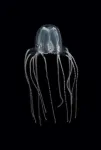 Jellyfish are smarter than you think