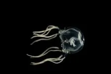 Jellyfish are smarter than you think 2