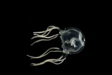 Jellyfish shown to learn from past experience for the first time