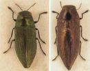 Jewel beetles, obtained from local people, turn out to be 4 species unknown to science