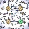 JILA team finds first direct evidence of spin symmetry in atoms