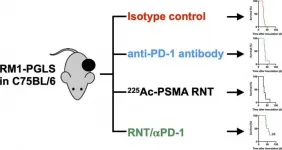 Joint radionuclide therapy-immunotherapy approach effective in prostate cancer model