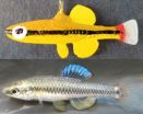 Judging a fish by its color: for female bluefin killifish, love is a yellow mate 2